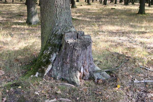 Kněžičky - Žehuňská obora, 7.10.2009
Dub u Čihadelských rybníků. Trouchnivé dřevo po obvodu pařezů a pahýlů je biotopem kovaříka Hypoganus inunctus.
Klíčová slova: Kněžičky Žehuňská obora Čihadelské rybníky Hypoganus inunctus