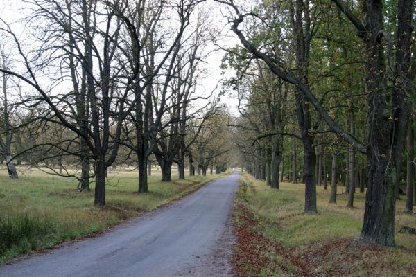 Kněžičky - Žehuňská obora, 7.10.2009
Jírovcová alej u asfaltky ke Kněžické bráně.
Klíčová slova: Kněžičky Žehuňská obora Procraerus tibialis