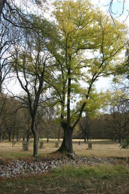 Kněžičky - Žehuňská obora, 7.10.2009
Jasan na hrázce rybníčka u hájovny.
Schlüsselwörter: Kněžičky Žehuňská obora