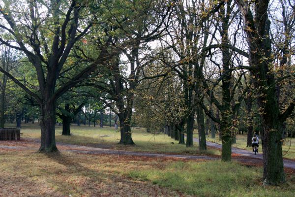 Kněžičky - Žehuňská obora, 7.10.2009
Jírovcová alej a duby u hájovny.
Klíčová slova: Kněžičky Žehuňská obora