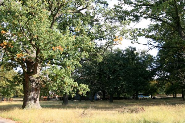 Kněžičky - Žehuňská obora, 7.10.2009
Jírovcová alej a duby u hájovny.
Mots-clés: Kněžičky Žehuňská obora