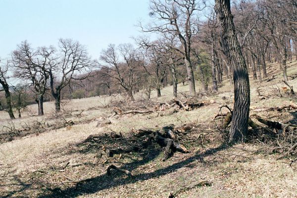 Žehuňská obora, 3.10.2002
Fotoreportáž likvidace listnatého lesa v NPR Žehuňská obora. Stanovisko předsednictva STUŽ č. 102: http://www.stuz.cz/view.php?nazevclanku=stanovisko-predsednictva-stuz-c-102&cisloclanku=2005101601
Keywords: Žehuňská obora Kněžičky