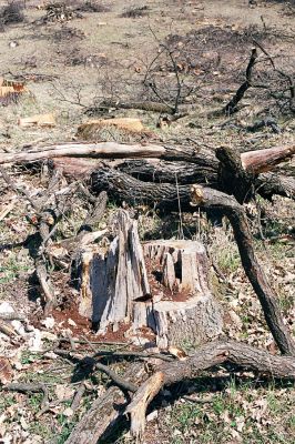 Žehuňská obora, 3.10.2002
Fotoreportáž likvidace listnatého lesa v NPR Žehuňská obora. Zničený biotop kovaříka Elater ferrugineus. Stanovisko předsednictva STUŽ č. 102: http://www.stuz.cz/view.php?nazevclanku=stanovisko-predsednictva-stuz-c-102&cisloclanku=2005101601
Schlüsselwörter: Žehuňská obora Kněžičky Elater ferrugineus