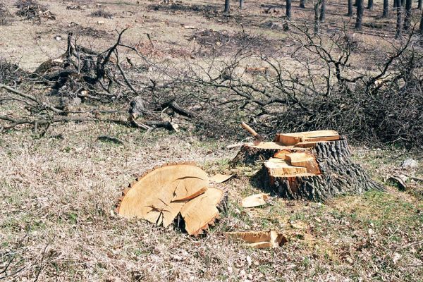 Žehuňská obora, 3.10.2002
Fotoreportáž likvidace listnatého lesa v NPR Žehuňská obora. Stanovisko předsednictva STUŽ č. 102: http://www.stuz.cz/view.php?nazevclanku=stanovisko-predsednictva-stuz-c-102&cisloclanku=2005101601
Keywords: Žehuňská obora Kněžičky