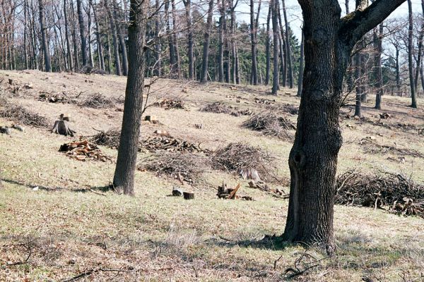 Žehuňská obora, 3.10.2002
Fotoreportáž likvidace listnatého lesa v NPR Žehuňská obora. Stanovisko předsednictva STUŽ č. 102: http://www.stuz.cz/view.php?nazevclanku=stanovisko-predsednictva-stuz-c-102&cisloclanku=2005101601
Keywords: Žehuňská obora Kněžičky