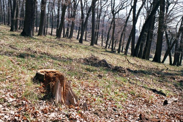 Žehuňská obora, 3.10.2002
Jižní okraj listnatého lesa. Biotop roháčka Aesalus scarabaeoides a roháče Lucanus cervus.
Mots-clés: Žehuňská obora Kněžičky Aesalus scarabaeoides Lucanus cervus