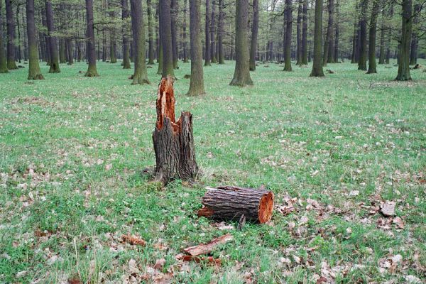 Žehuňská obora, 3.10.2002
Pahýl dubového kmene osídlený kovaříky Lacon querceus
Mots-clés: Žehuňská obora Kněžičky Lacon querceus