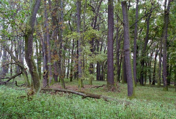 Žehuňská obora, 3.10.2002
Listnatý les v rezervaci Kněžičky v blízkosti železniční stanice.
Mots-clés: Žehuňská obora Kněžičky Calambus bipustulatus