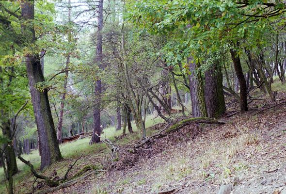 Žehuňská obora, 3.10.2002
Rezervace Kněžičky, listnatý les na svahu nad železniční stanicí.
Mots-clés: Žehuňská obora Kněžičky