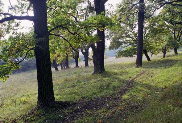 Žehuňská obora, 3.10.2002
Jižní okraj listnatého lesa.
Schlüsselwörter: Žehuňská obora Kněžičky