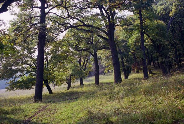 Žehuňská obora, 3.10.2002
Jižní okraj listnatého lesa.
Klíčová slova: Žehuňská obora Kněžičky