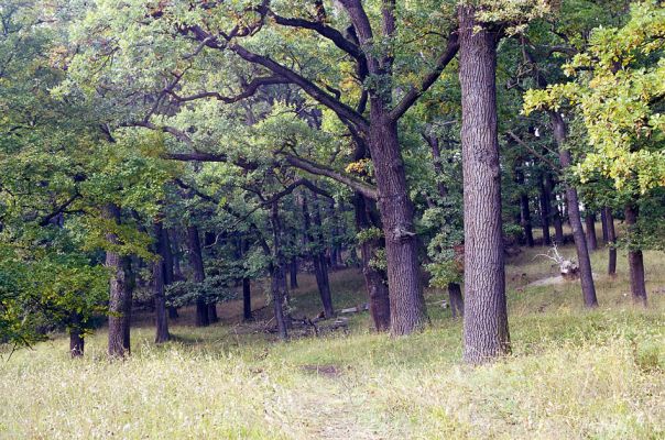 Žehuňská obora, 3.10.2002
Jižní okraj listnatého lesa.
Schlüsselwörter: Žehuňská obora Kněžičky