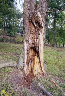 Žehuňská obora, 3.10.2002
Dutý dub osídlený kovaříky Elater ferrugineus.
Mots-clés: Žehuňská obora Kněžičky Elater ferrugineus