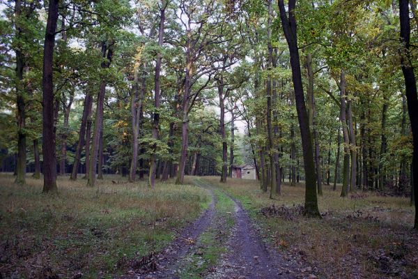 Žehuňská obora, 3.10.2002
Listnatý les u kaple Sv. Ferdinand. Ráj roháčů obecných (Lucanus cervus)
Keywords: Žehuňská obora Kněžičky Lucanus cervus