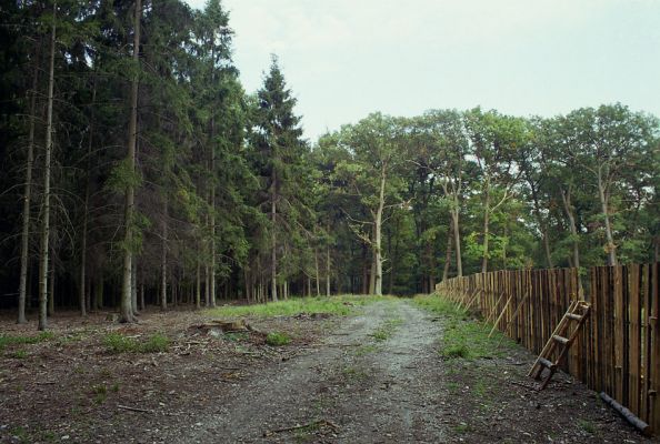 Žehuňská obora, 3.10.2002
Fotoreportáž likvidace listnatého lesa v NPR Žehuňská obora. Stanovisko předsednictva STUŽ č. 102: http://www.stuz.cz/view.php?nazevclanku=stanovisko-predsednictva-stuz-c-102&cisloclanku=2005101601
Klíčová slova: Žehuňská obora Kněžičky
