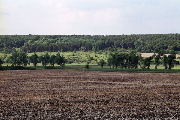 Žehuňská obora, 4.8.2004
Pohled na východní výběžek rezervace Kněžičky.
Klíčová slova: Žehuňská obora Kněžičky Agriotes gallicus