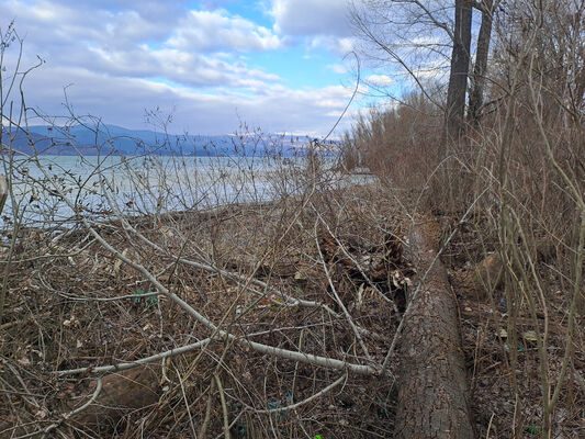 Zalužice, 12.2.2025
Topolový remízek u Zemplínské Šíravy.
Klíčová slova: Zalužice Pod orieškami Zemplínská Šírava Dirrhagofarsus attenuatus
