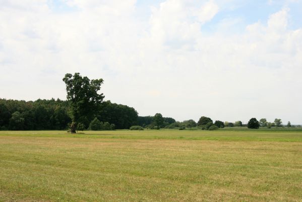 Dolní Ředice, 21.7.2016
Žernov - solitérní dub na louce u rybníka Šmatlána.

Schlüsselwörter: Dolní Ředice Žernov Šmatlán