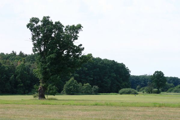 Dolní Ředice, 21.7.2016
Žernov - solitérní dub na louce u rybníka Šmatlána.


Klíčová slova: Dolní Ředice Žernov Šmatlán