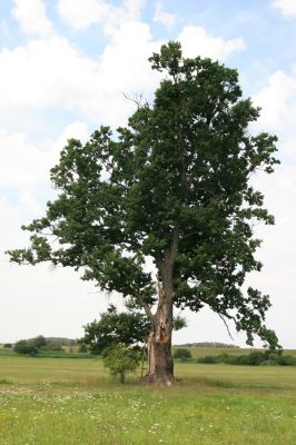 Dolní Ředice, 21.7.2016
Žernov - solitérní dub na louce u rybníka Šmatlána.



Klíčová slova: Dolní Ředice Žernov Šmatlán