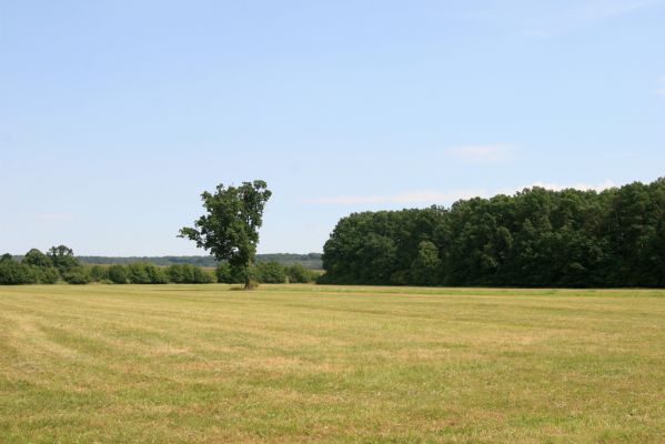 Dolní Ředice, 21.7.2016
Žernov - solitérní dub na louce u rybníka Šmatlána.
Klíčová slova: Dolní Ředice Žernov Šmatlán