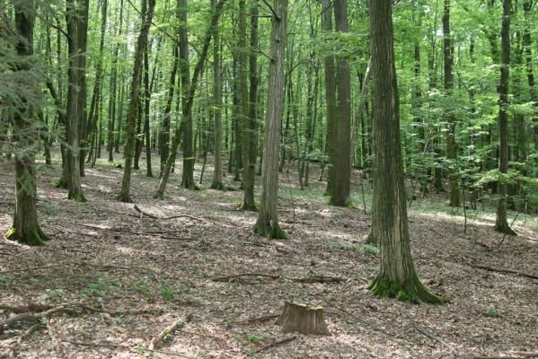Horní Ředice, 21.7.2016
Žernov - les na severním svahu

Keywords: Horní Ředice Žernov