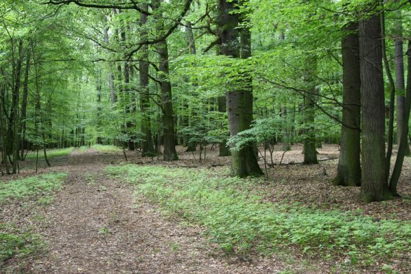 Horní Ředice, 21.7.2016
Žernov - cesta k vrcholu.


Klíčová slova: Horní Ředice Žernov