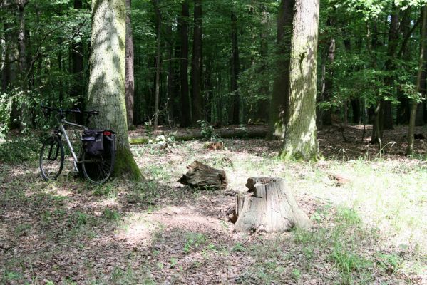 Horní Ředice, 21.7.2016
Žernov - les na vrcholu (277m).


Klíčová slova: Horní Ředice Žernov