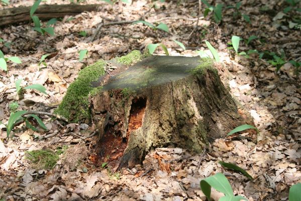 Horní Ředice, 21.7.2016
Žernov - les na vrcholu (277m). Biotop roháčka Aesalus scarabaeoides.

Klíčová slova: Horní Ředice Žernov Aesalus scarabaeoides
