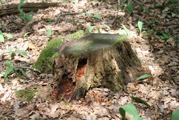 Horní Ředice, 21.7.2016
Žernov - les na vrcholu (277m). Biotop roháčka Aesalus scarabaeoides.

Keywords: Horní Ředice Žernov Aesalus scarabaeoides