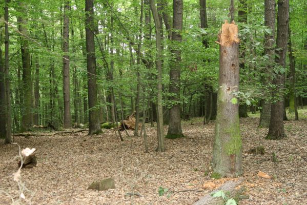 Horní Ředice, 21.7.2016
Žernov - les na vrcholu (277m).
Klíčová slova: Horní Ředice Žernov