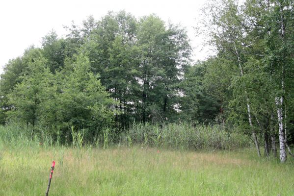 Horní Ředice, 21.7.2016
Žernov - louky u rybníka Mordýře.


Klíčová slova: Horní Ředice Žernov Strangalia attenuata