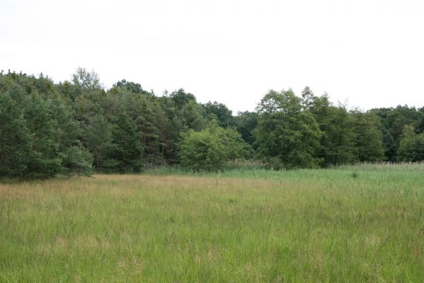 Horní Ředice, 21.7.2016
Žernov - louky u rybníka Mordýře.
Klíčová slova: Horní Ředice Žernov