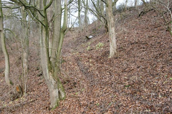 Dvůr Králové nad Labem, Žireč, 23.12.2015
Les na stráni nad Labem severně od Žirečského Mlýna. 



Schlüsselwörter: Dvůr Králové nad Labem Žireč Žirečský Mlýn Calambus bipustulatus