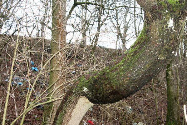 Dvůr Králové nad Labem, Žireč, 23.12.2015
Les na stráni nad Labem severně od Žirečského Mlýna. Biotop kovaříka Calambus bipustulatus.



Mots-clés: Dvůr Králové nad Labem Žireč Žirečský Mlýn Calambus bipustulatus