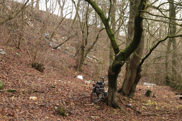 Dvůr Králové nad Labem, Žireč, 23.12.2015
Les na stráni nad Labem severně od Žirečského Mlýna.
Keywords: Dvůr Králové nad Labem Žireč Žirečský Mlýn Calambus bipustulatus