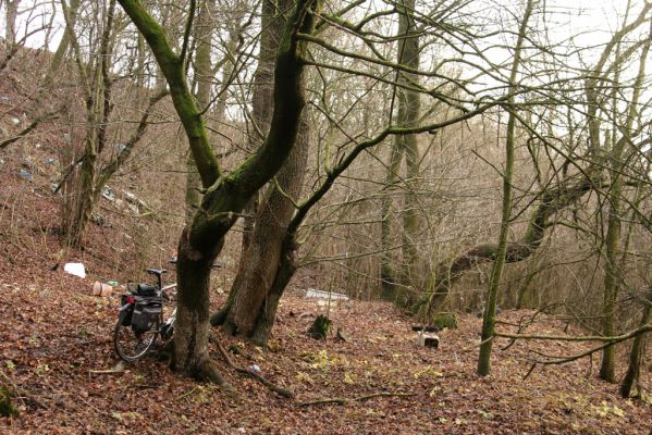 Dvůr Králové nad Labem, Žireč, 23.12.2015
Les na stráni nad Labem severně od Žirečského Mlýna. Biotop kovaříka Calambus bipustulatus.



Schlüsselwörter: Dvůr Králové nad Labem Žireč Žirečský Mlýn Calambus bipustulatus