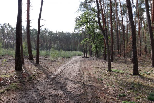 Živanice, 17.9.2019
Zalesněná duna u Cihelny.
Schlüsselwörter: Živanice U Cihelny duna