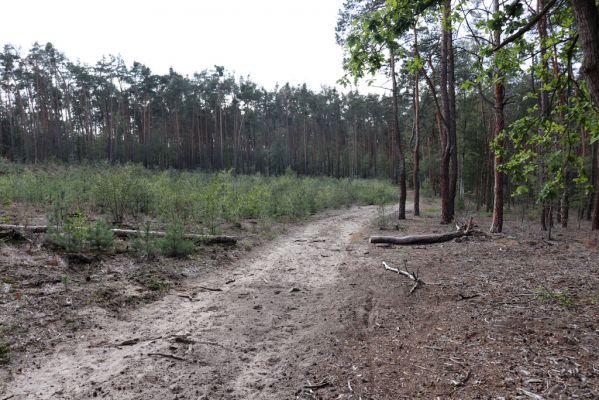 Živanice, 17.9.2019
Zalesněná duna u Cihelny.
Klíčová slova: Živanice U Cihelny duna