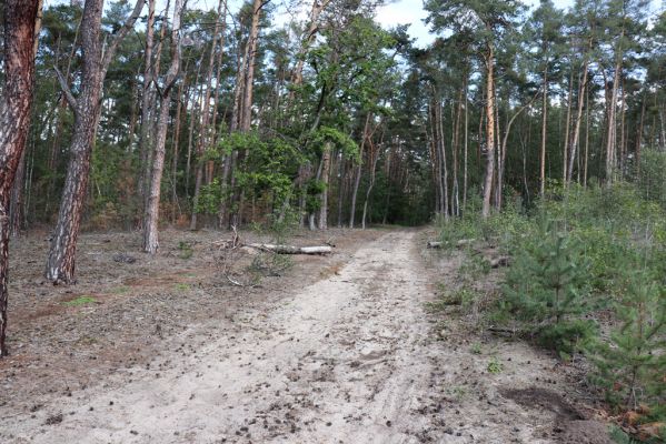 Živanice, 17.9.2019
Zalesněná duna u Cihelny.
Mots-clés: Živanice U Cihelny duna