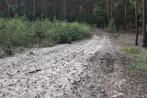 Živanice, 17.9.2019
Zalesněná duna u Cihelny.
Schlüsselwörter: Živanice U Cihelny duna