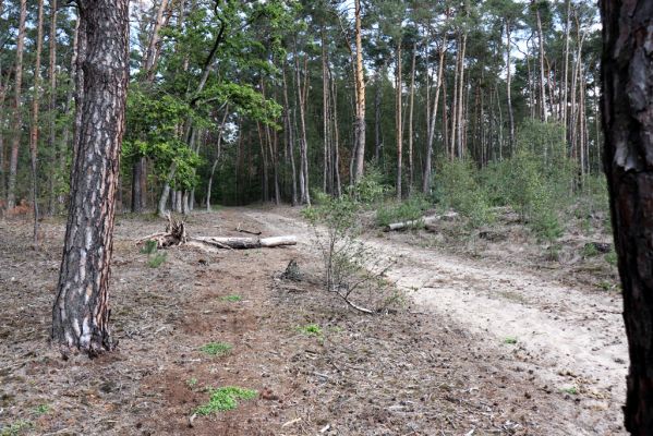 Živanice, 17.9.2019
Zalesněná duna u Cihelny.
Klíčová slova: Živanice U Cihelny duna