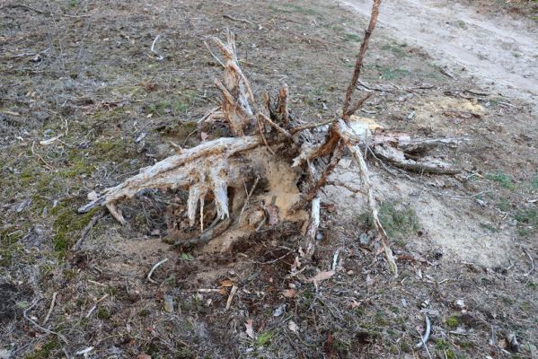 Živanice, 18.3.2020
Na Cihelně, lesní duny.
Mots-clés: Živanice Na Cihelně Trox sabulosus