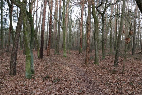 Živanice, 1.1.2021
Les u Černé u Bohdanče.
Klíčová slova: Živanice les u Černé