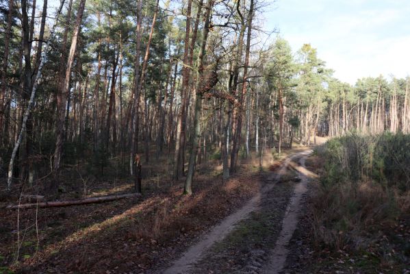 Živanice, 1.1.2021
Na Cihelně - zalesněné duny.
Keywords: Živanice Na Cihelně zalesněné duny