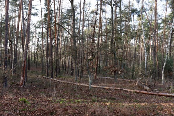 Živanice, 1.1.2021
Na Cihelně - zalesněné duny.
Klíčová slova: Živanice Na Cihelně zalesněné duny