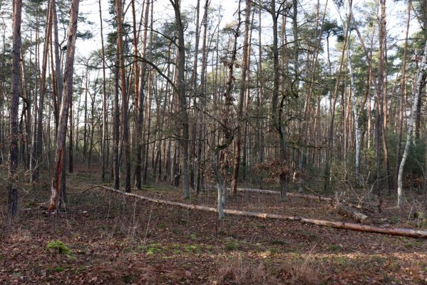 Živanice, 1.1.2021
Na Cihelně - zalesněné duny.
Mots-clés: Živanice Na Cihelně zalesněné duny