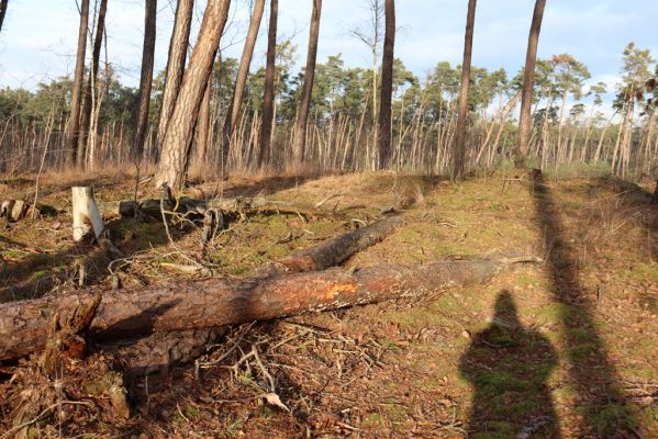 Živanice, 1.1.2021
Na Cihelně - zalesněné duny. 
Klíčová slova: Živanice Na Cihelně zalesněné duny Zilora obscura