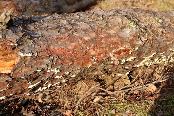 Živanice, 1.1.2021
Na Cihelně - zalesněné duny. Biotop Zilora obscura.
Mots-clés: Živanice Na Cihelně zalesněné duny Zilora obscura