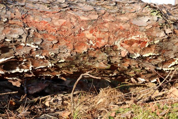 Živanice, 1.1.2021
Na Cihelně - zalesněné duny. Biotop Zilora obscura.
Keywords: Živanice Na Cihelně zalesněné duny Zilora obscura